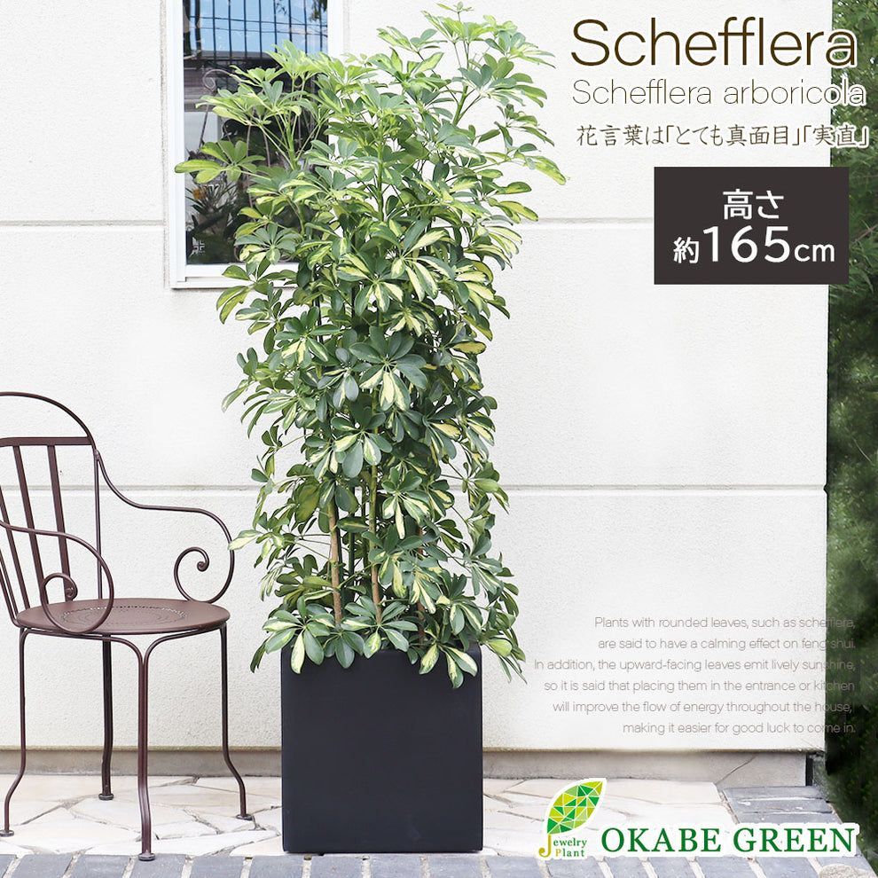 可愛くてカッコイイ テラコッタ ブーツ 鉢【2つセット】⁎。❀ * (´﹀｀) 可愛くてカッコイイ テラコッタ ブーツ 鉢【2つセット