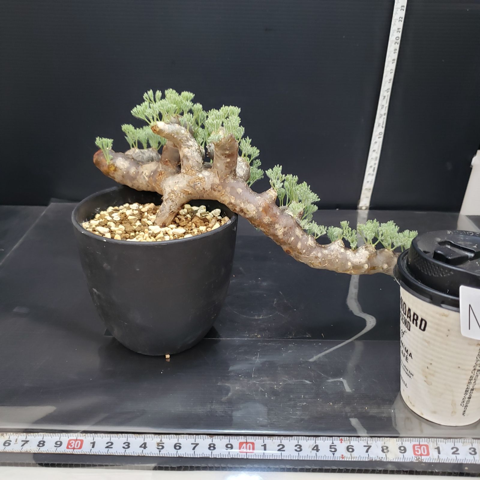 N578【自社養生株】モンソニア ムルチフィダ（現地球・発根株
