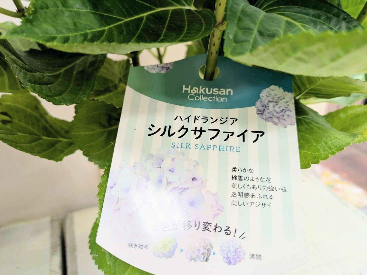 紫陽花