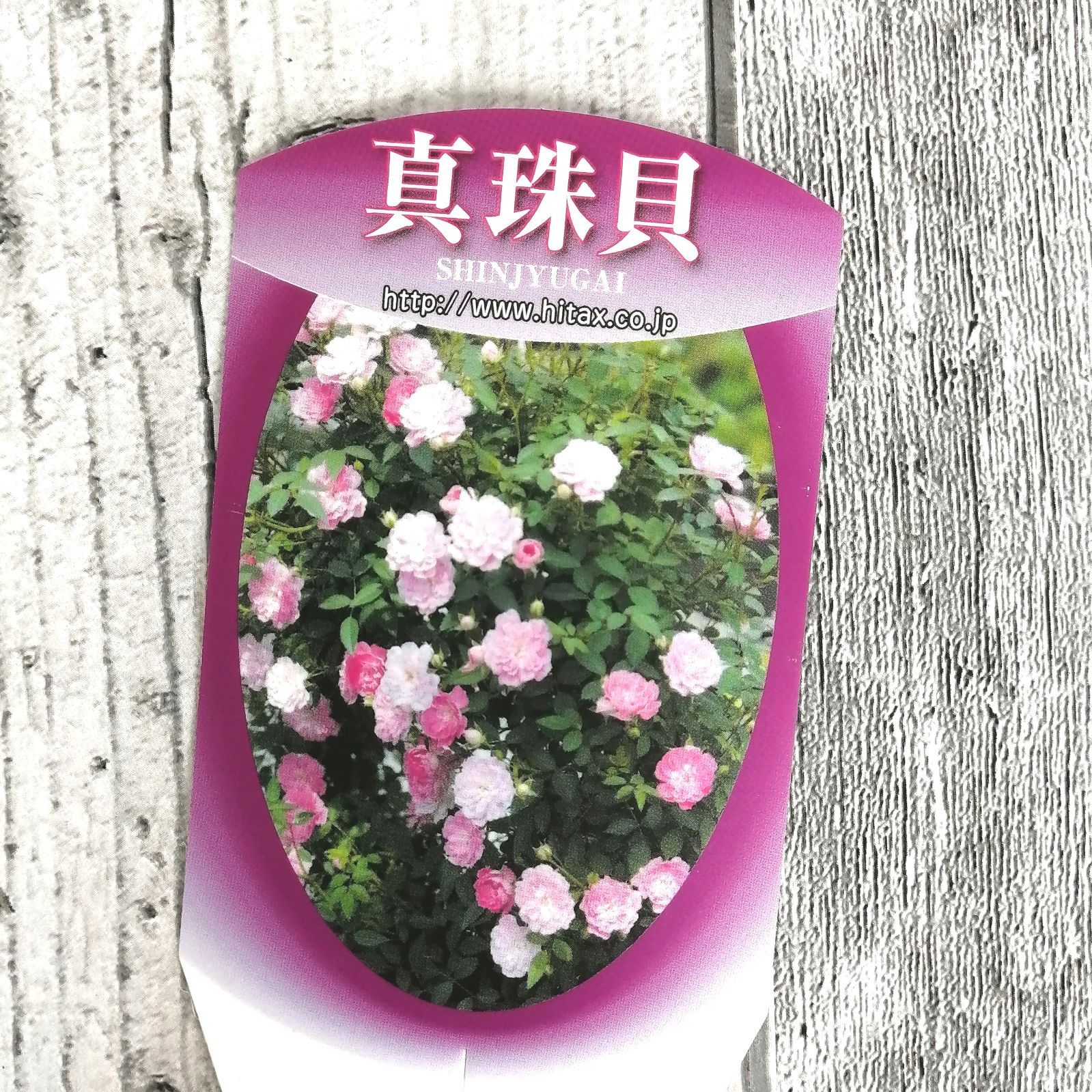 ミニつるバラ苗 真珠貝 バラ苗　ばら苗 ミニつるバラ苗 真珠貝 バラ苗 ばら苗 ミニつるバラ苗 真珠貝