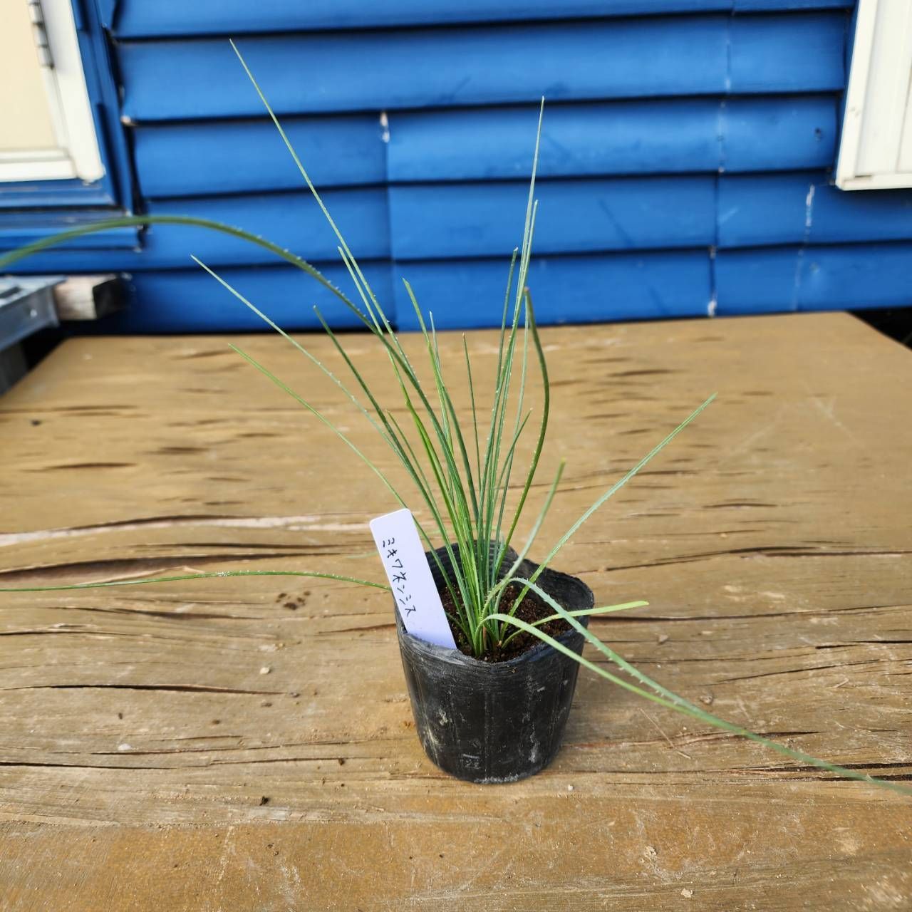 5種セット】【鉢ごと発送】 ダシリリオン 5種 2025.6.29Dr1