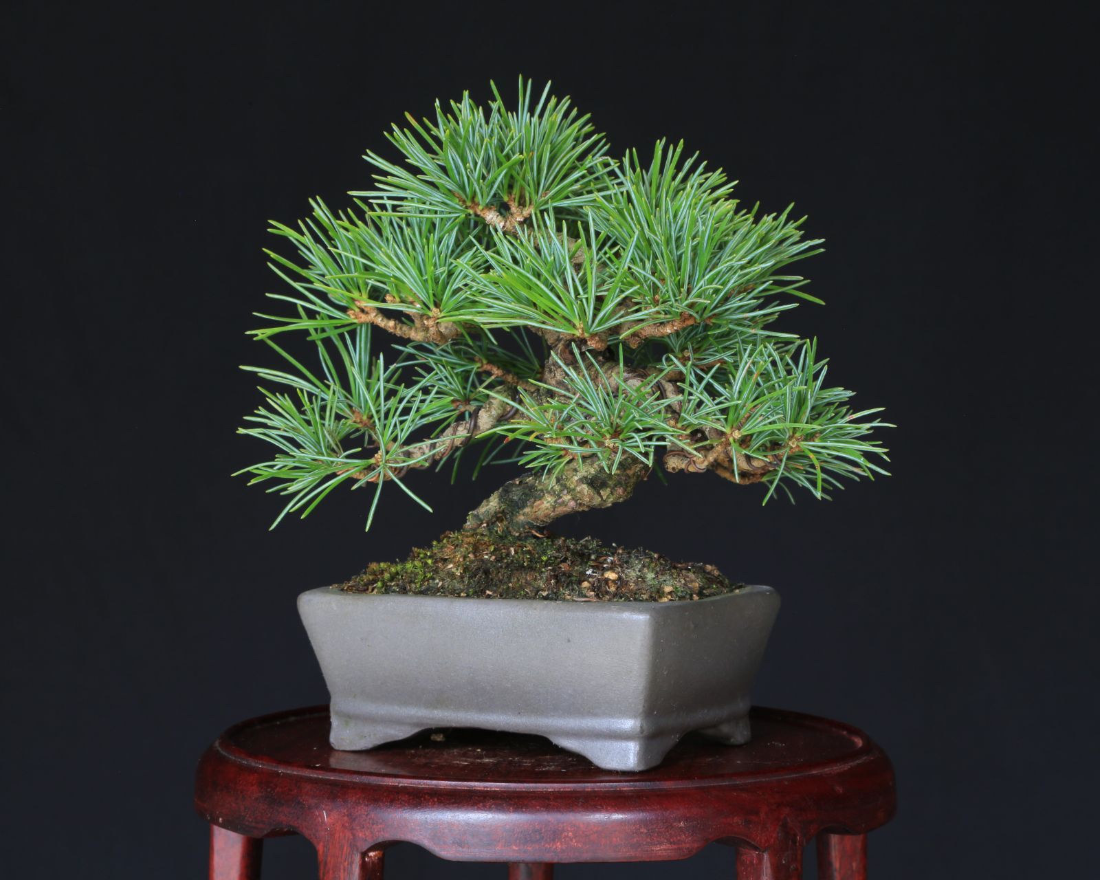 那須五葉松 実生 小品盆栽 泰寿園 Online 現品 盆栽 松柏 室内 鑑賞 趣味 卓上盆栽 盆栽鉢 グリーン 和 ギフト プレゼント 贈答品 ミニ盆栽 誕生日 母の日 父の日 敬老の日 記念日 お祝い1