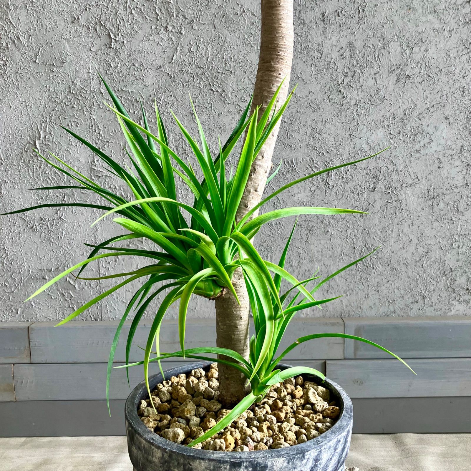 厳選された植物と鉢】ドラセナ カンボジアーナ 10号 テラコッタ性