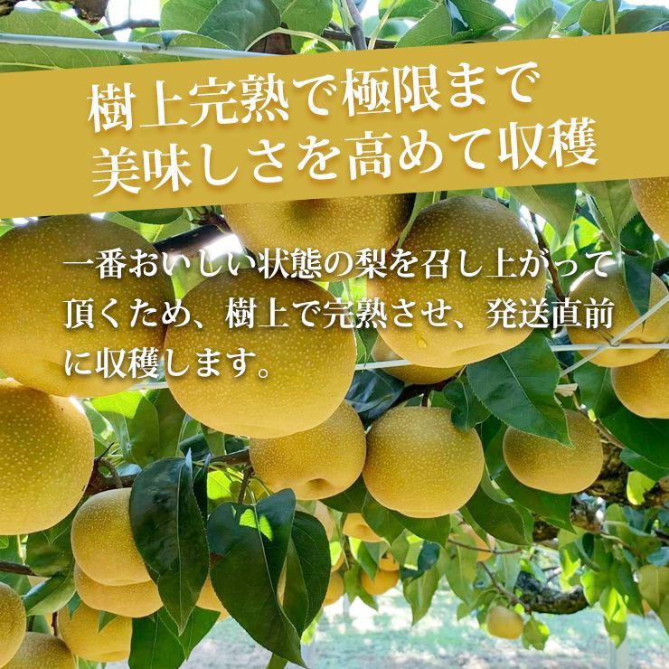 予約 10月上旬出荷予定】秀品 大門梨 低農薬 有機栽培 新高 10kg 富山