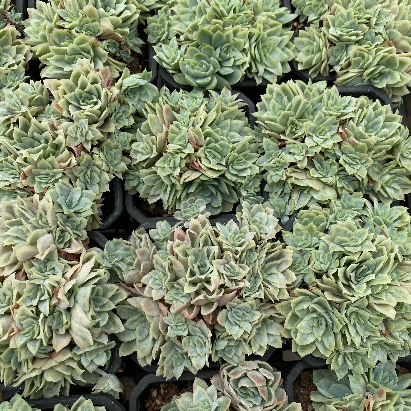 30株の抜き苗セット アイスローズ錦 多肉植物 佐川急便発送 エケベリア 韓国苗 NGN1420