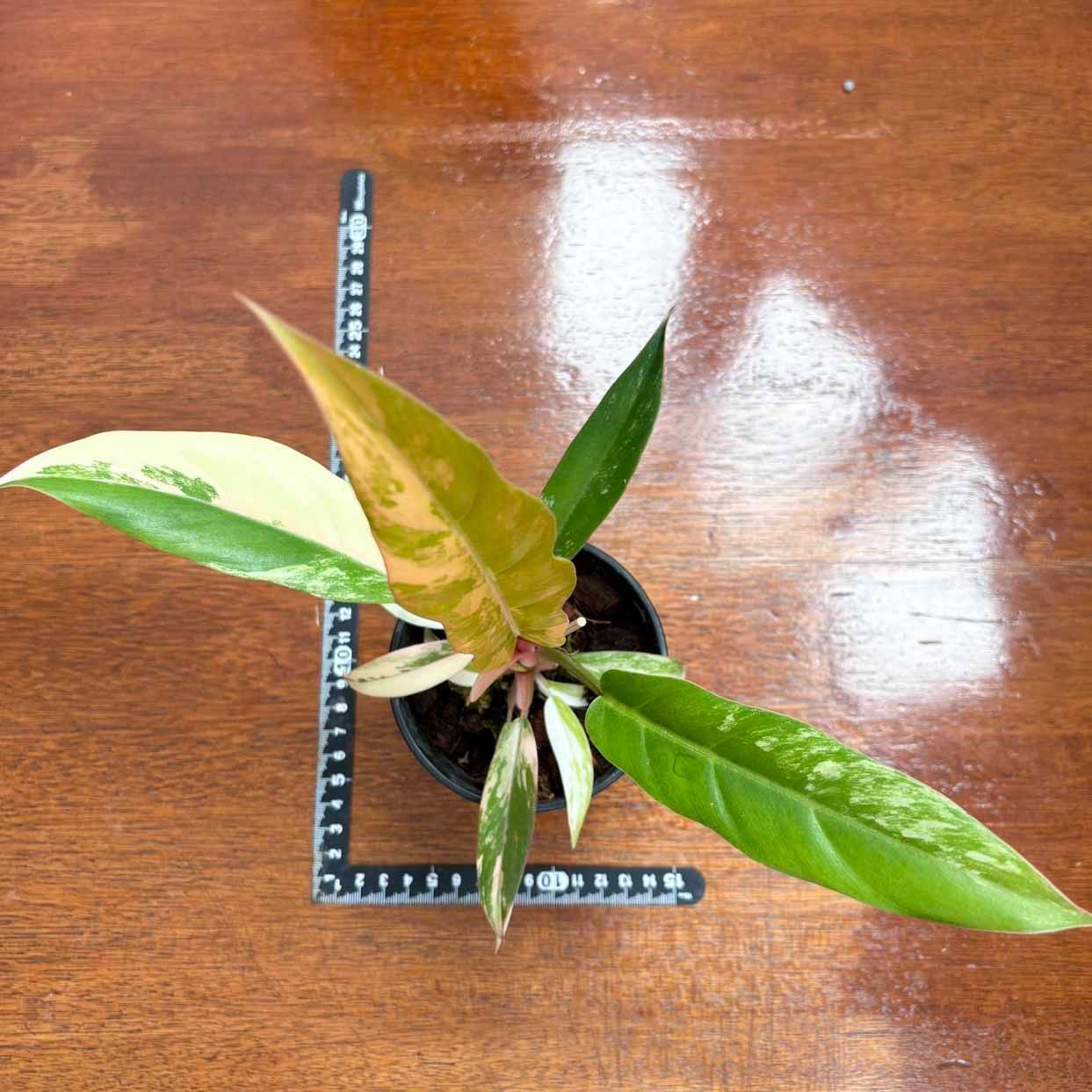 極斑】フィロデンドロンキャラメルマーブル philodendron caramel