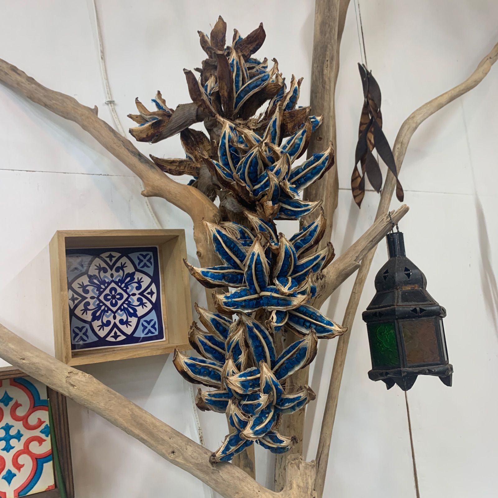 旅人の木A級品　９節 旅人の木 タビビトノキ 9節 - メルカリ