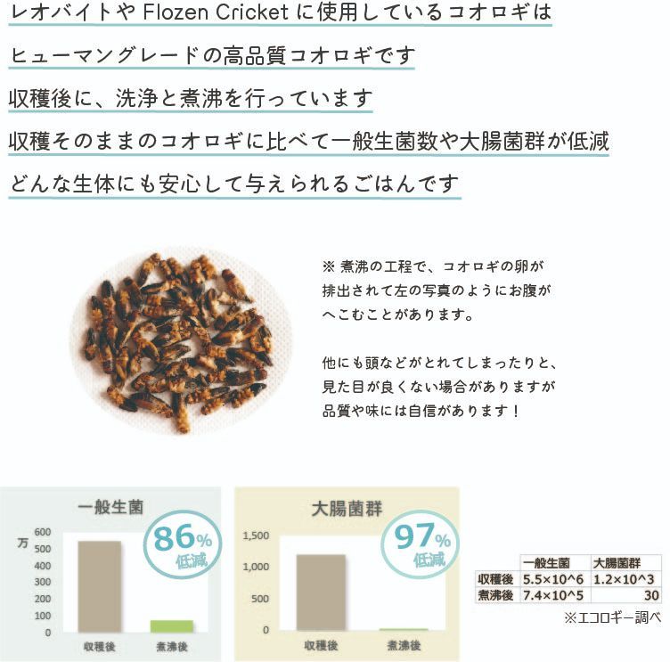 北陸中部関西中国四国地方の方　冷凍コオロギ1kg M・Lサイズ　フタホシコオロギ 北陸中部関西中国四国地方の方 冷凍コオロギ1kg M・Lサイズ