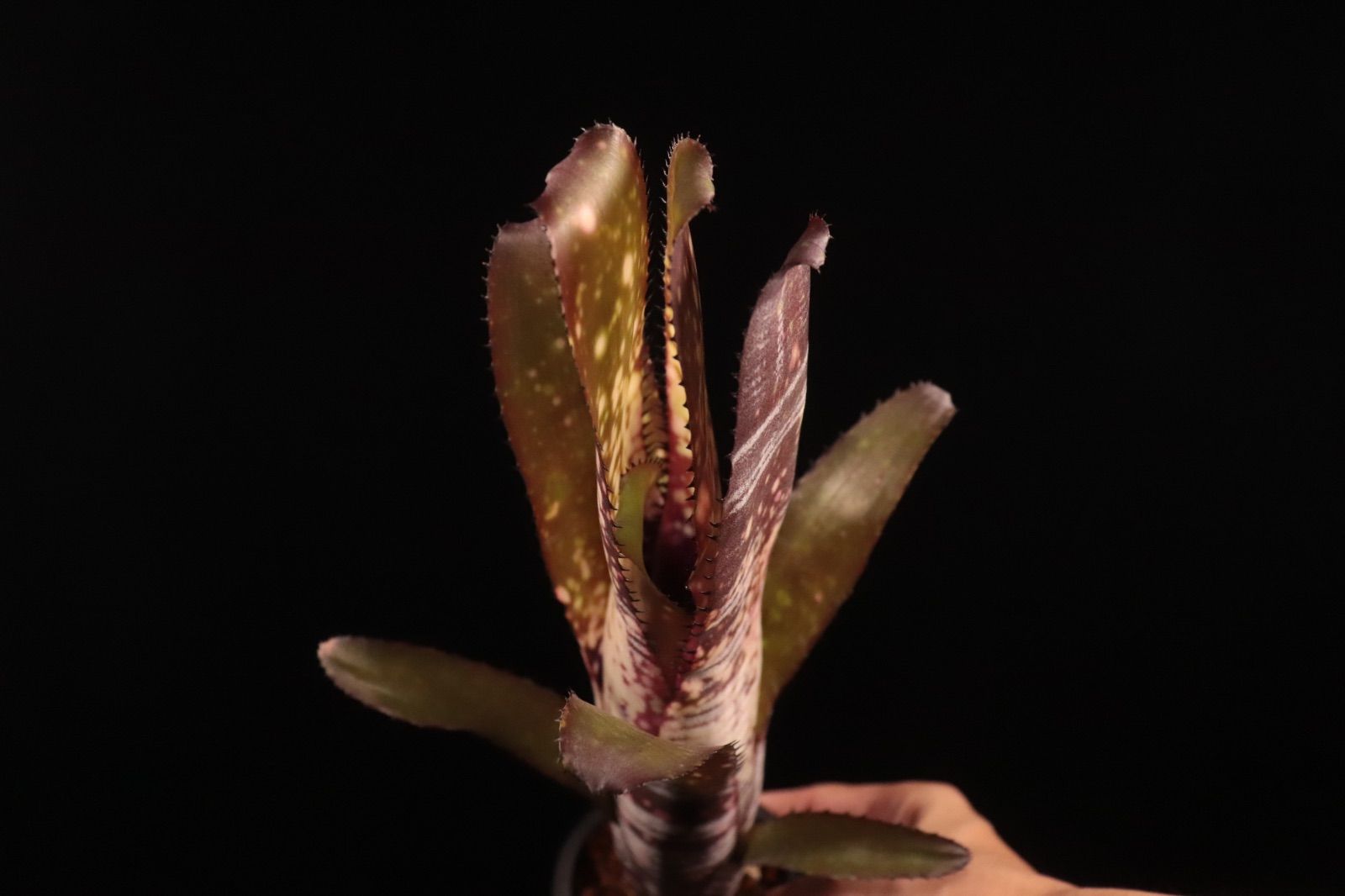 Billbergia 'Berry Blast'〔ビルベルギア〕現品発送B301 送料無料】Billbergia 'Berry Blast'〔ビルベルギア〕現品発送