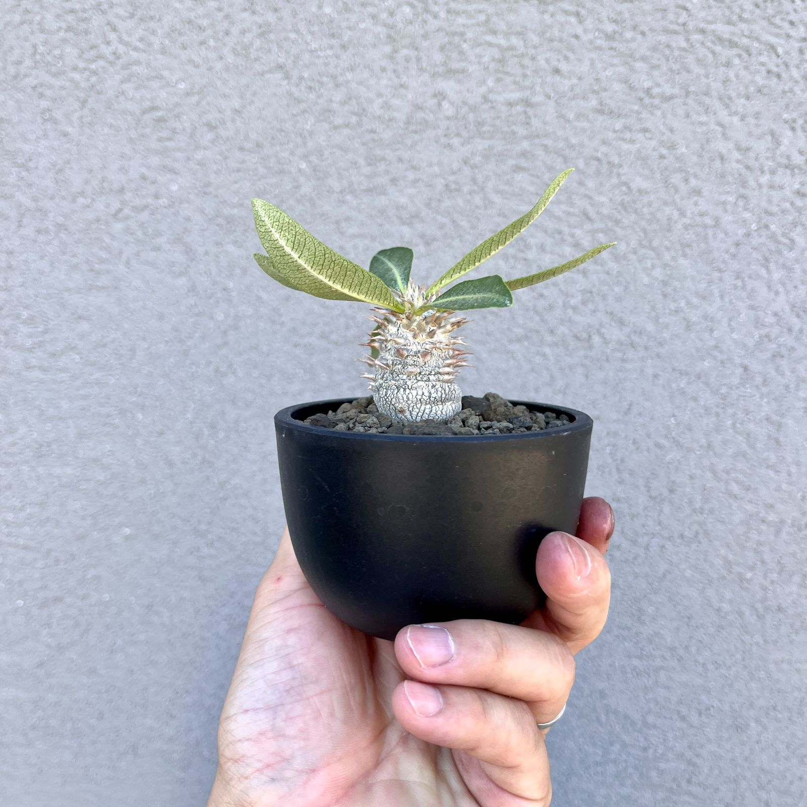 パキポディウム グラキリス 実生#3 パキポディウム・グラキリス 実生株3年｜Pachypodium rosulatum