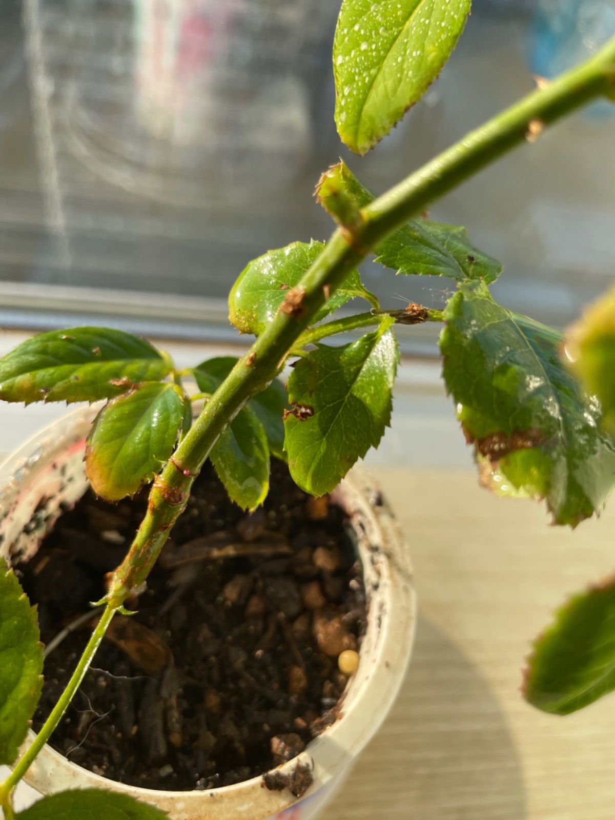 超強香！超強健！巨大輪 手間要らず名門のフレンチローズ バラ苗