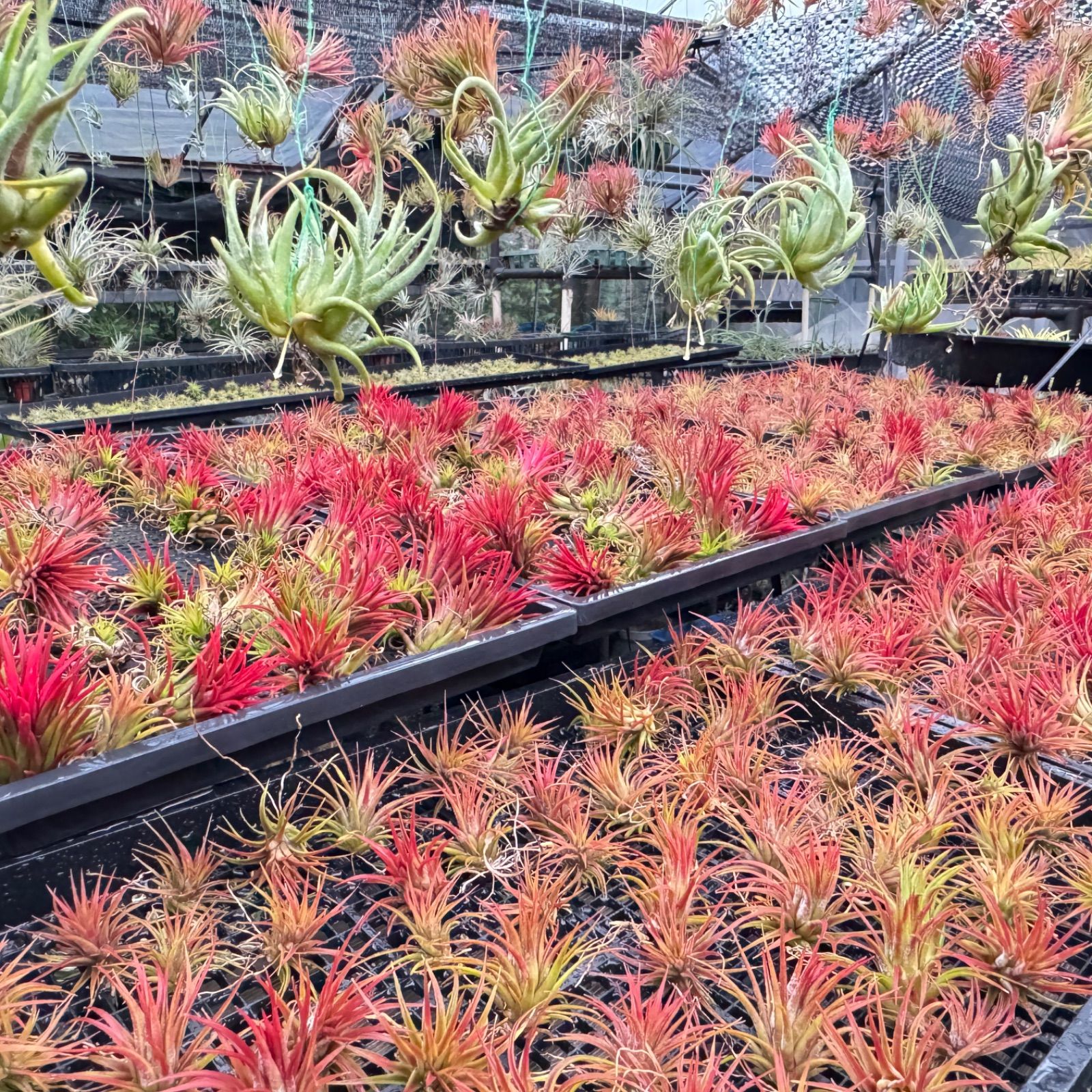 チランジア Fat Boy Tillandsia Fat Boy