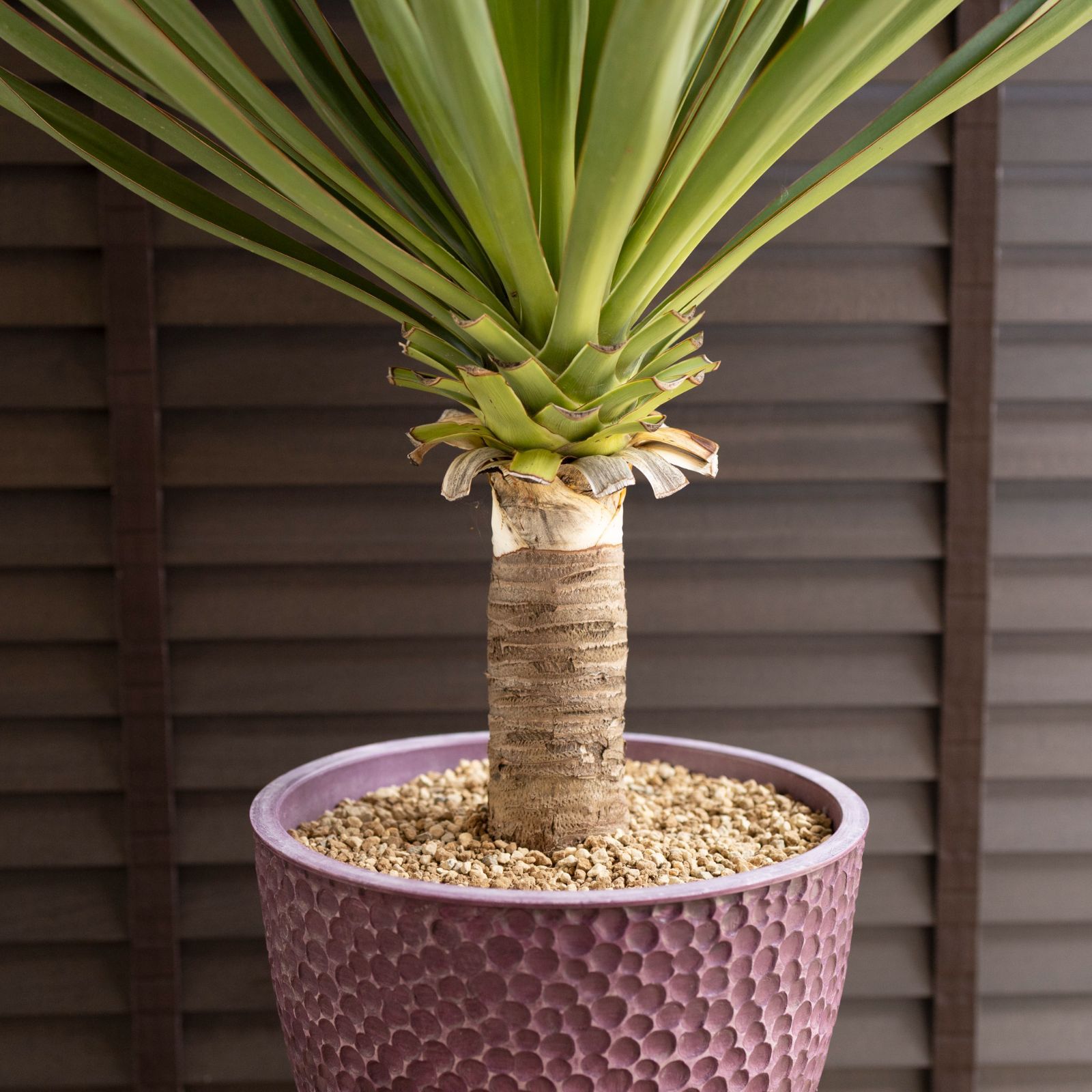 ユッカ　グロリオサ ユッカ グロリオサ Yucca Gloriosa 幹立ち 8号 樹脂鉢