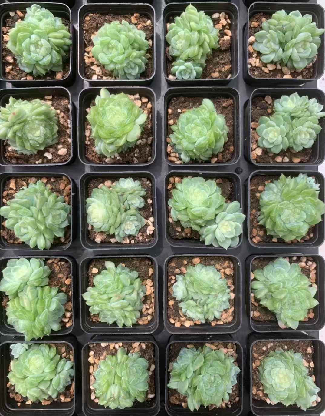 グリーン 多肉植物