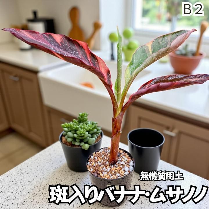 一点物 ピンク斑入りバナナ B２ 無機質用土