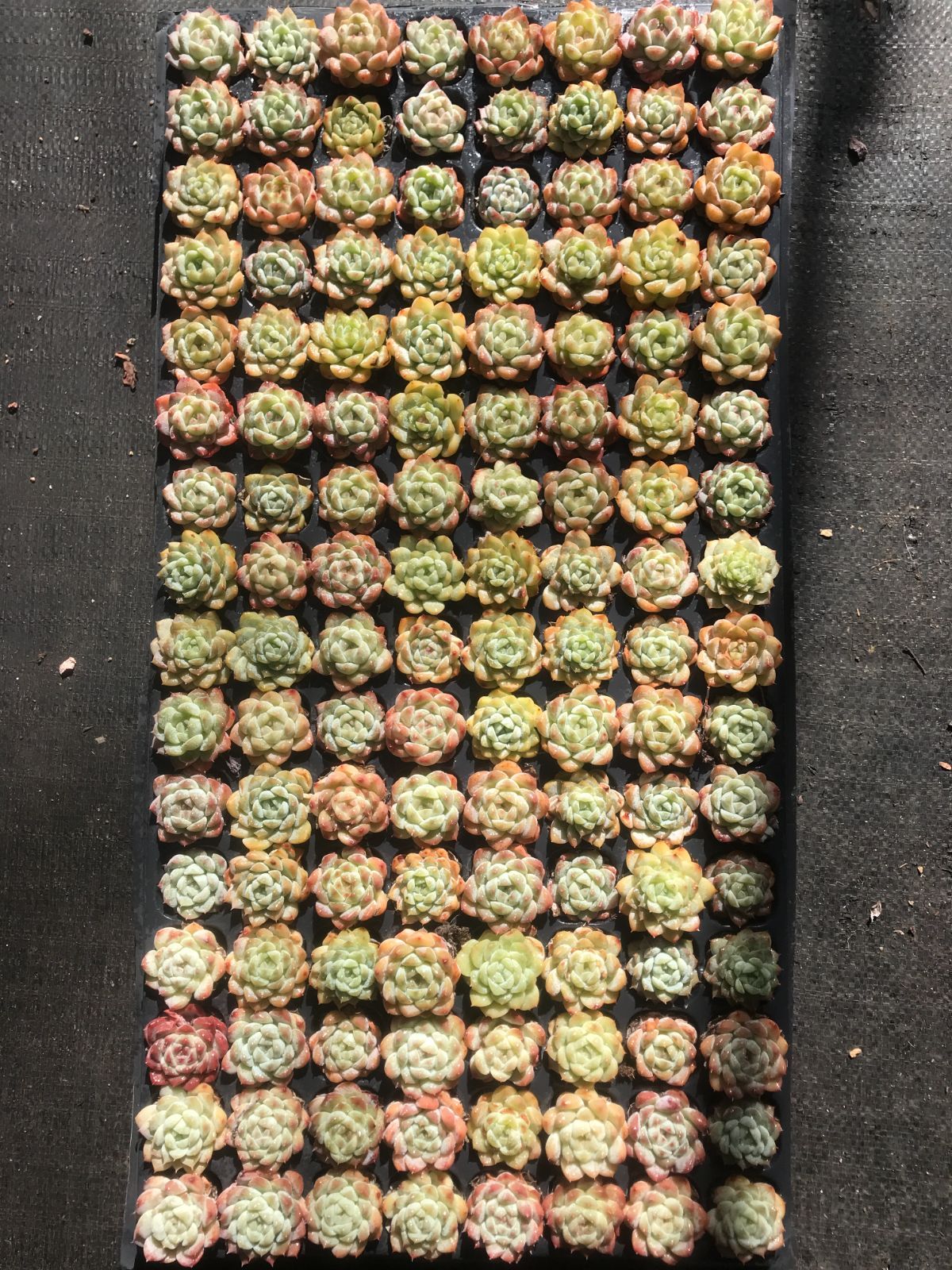 新入荷 美しい夢 鮮やかな128苗セット 土と根付き 多肉植物 エケベリア レア種 韓国苗 サボテン 詰め合わせ 寄せ植え