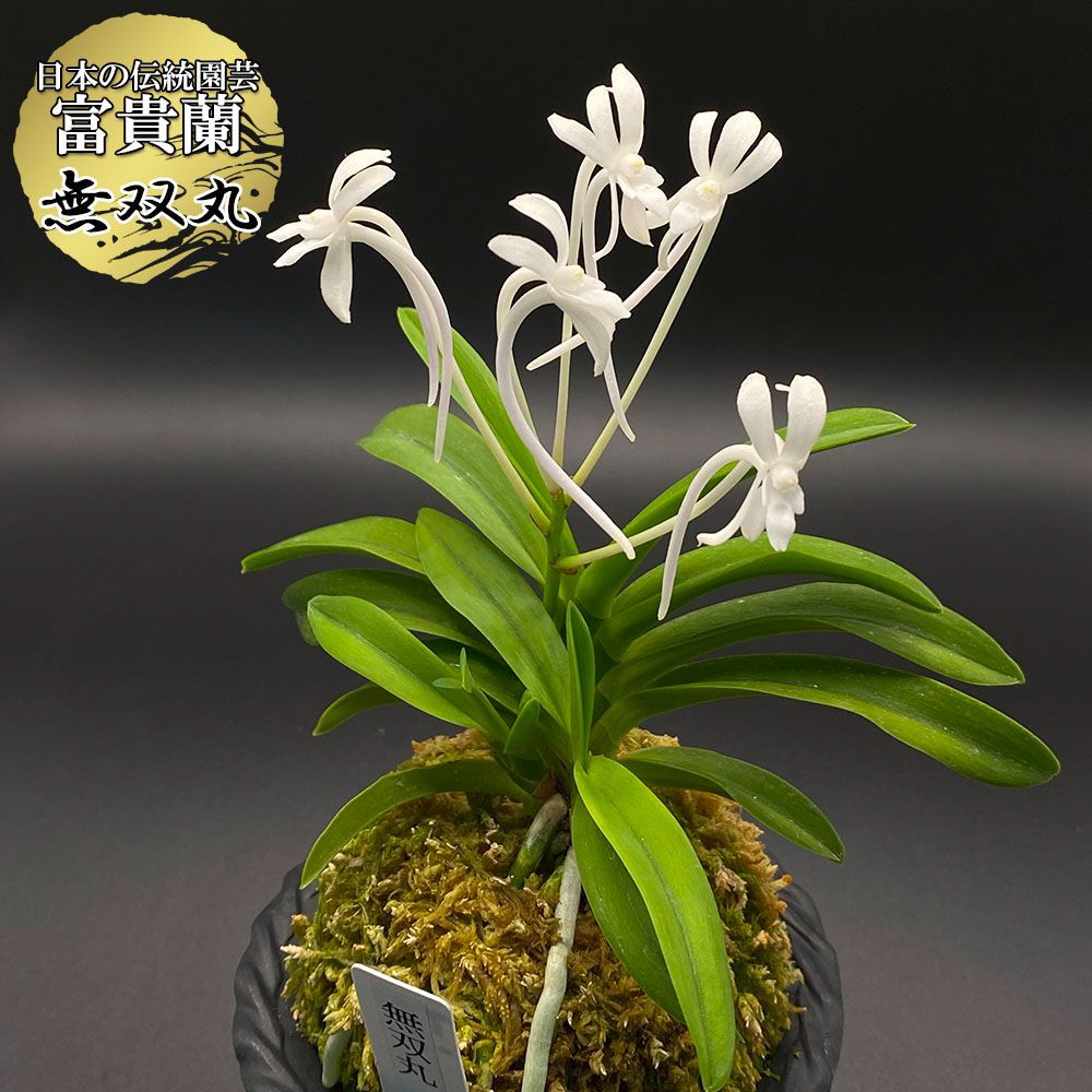 富貴蘭 赤煉瓦(現品限り) 富貴蘭 赤煉瓦(現品限り) 朱天王・紅扇