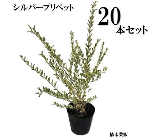 20本セット シルバープリペット樹高0.4m前後15cmポット