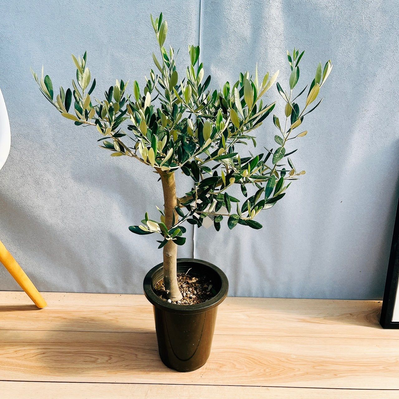 現品］22番 創樹 オリーブ ルッカ 6号 観葉植物 大型 屋外 オリーブの