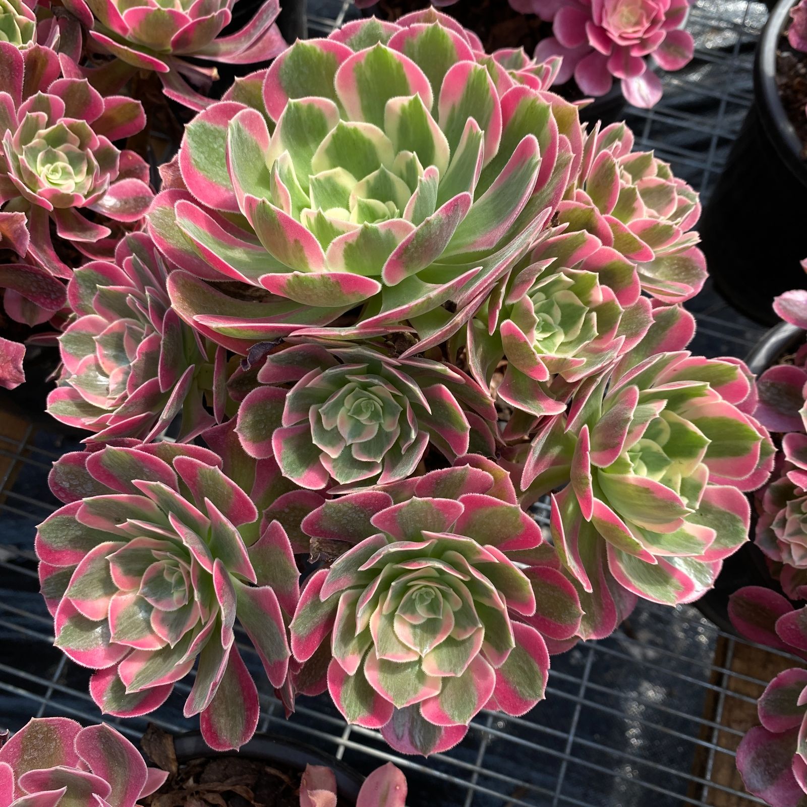 男*屋様 D679　ヘレー　抜き苗　30株　多肉植物 エケベリア 韓国苗 サボテ 抜き苗 バンシー ZM1506×16株 ふっくら 多肉植物 エケベリア