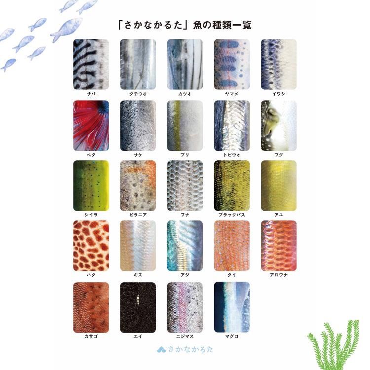 通常版 淡水魚版