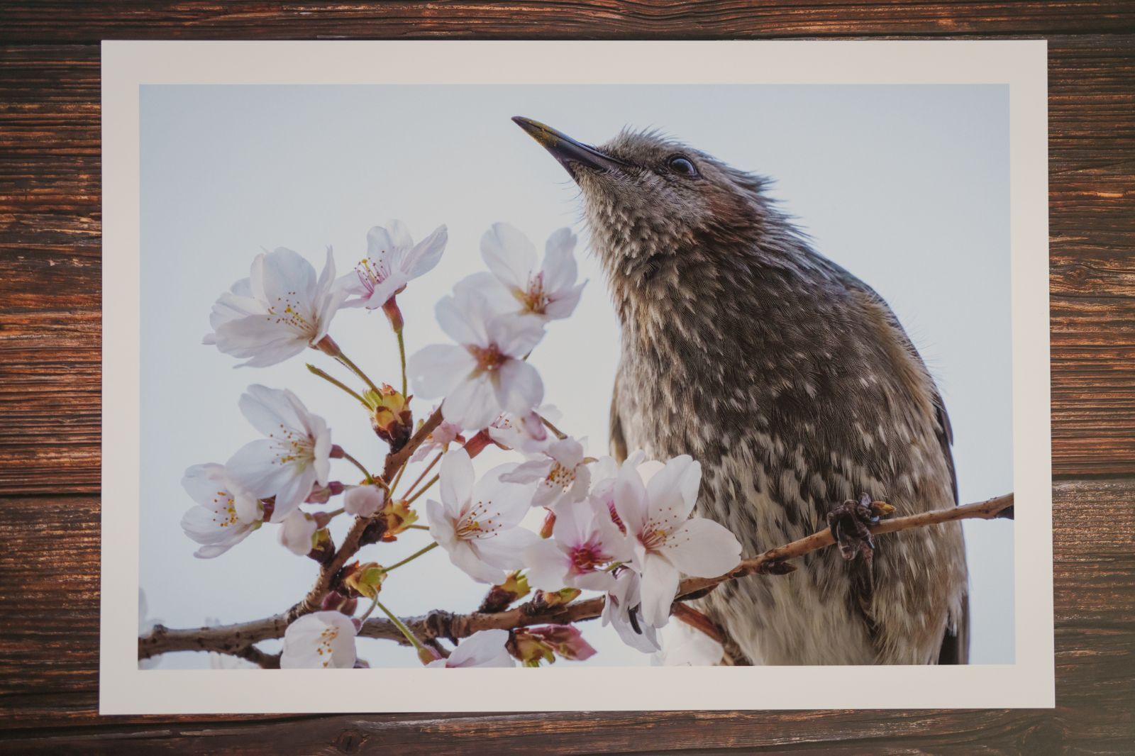【ヒヨドリ・桜】オリジナル写真プリント（マット紙・A4サイズ）【野生動物】