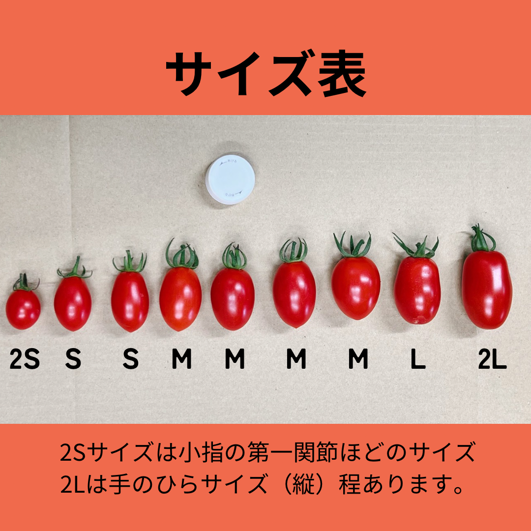 ※訳あり※北海道産ミニトマト　アイコ　3キロ