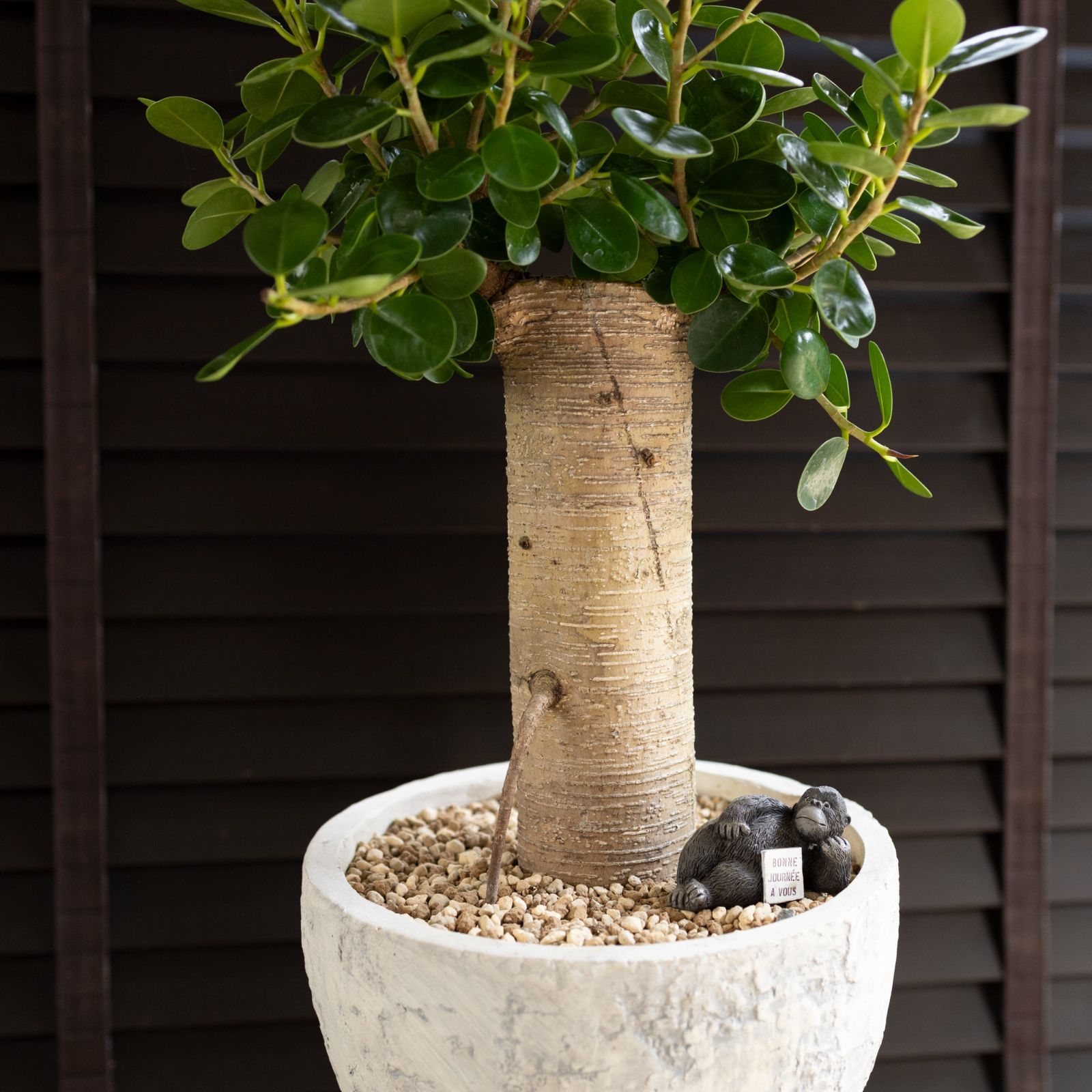 幹太】パンダガジュマル 7号 陶器鉢 ピック付 観葉植物