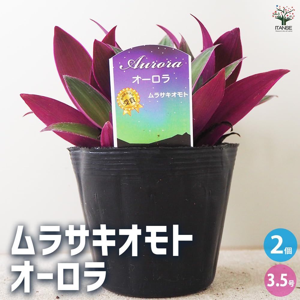 スパタケア オーロラ