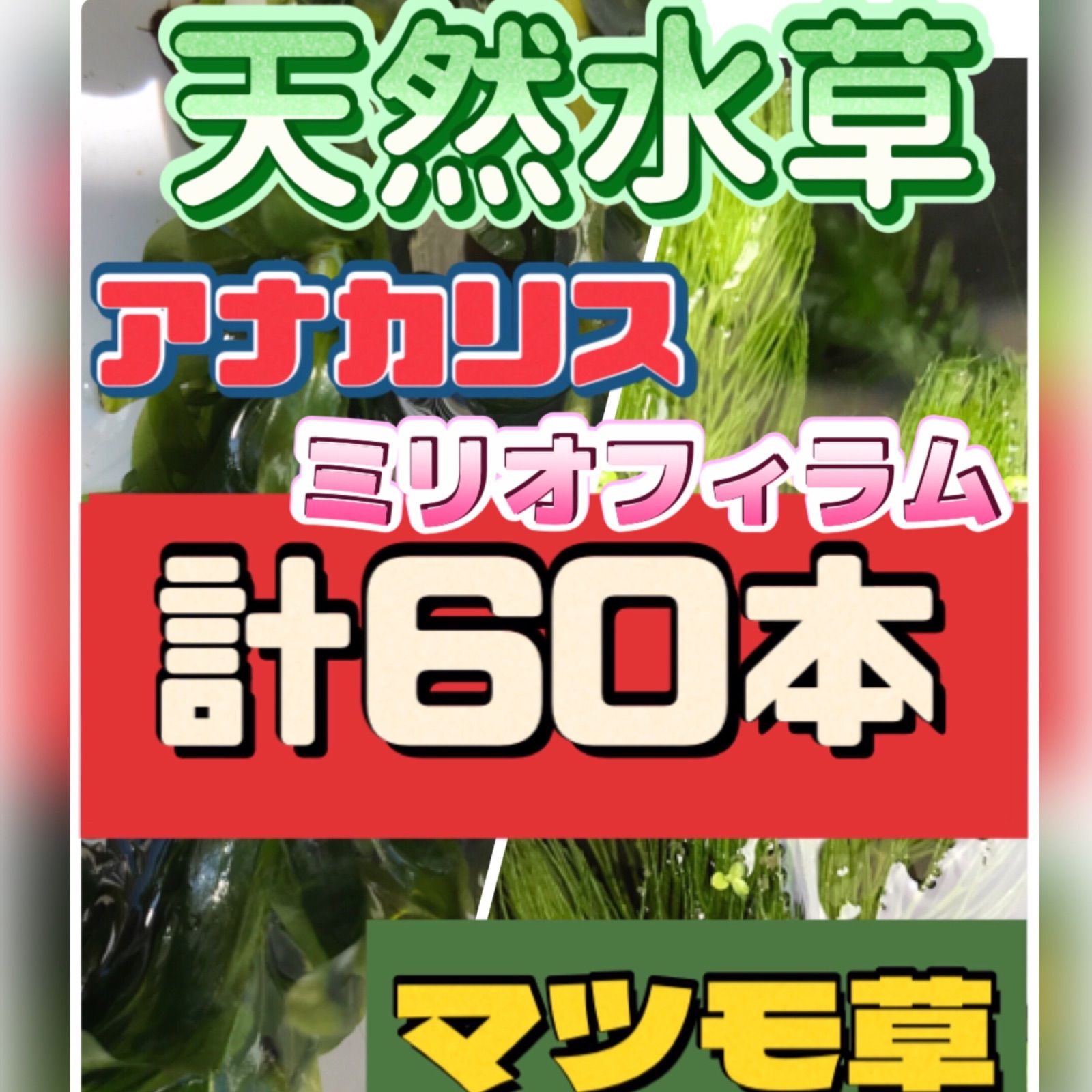 ♡ショップ限定価格♡ 天然水草60本‼︎ アナカリス マツモ草