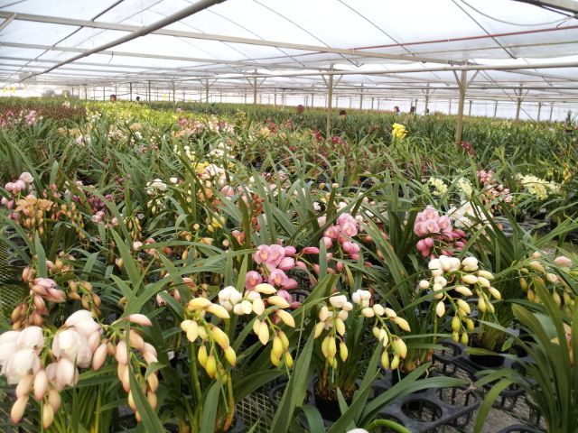 自分で咲かせる楽しむミックス １本立ち