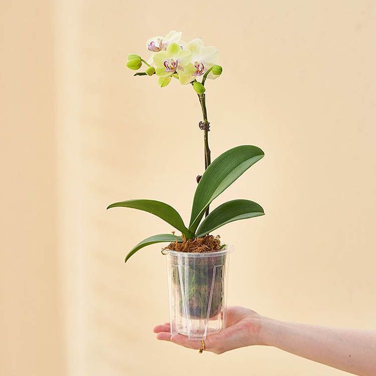 10鉢セット 胡蝶蘭専用 植木鉢 胡蝶蘭の植え替え 鉢 受皿付き 多