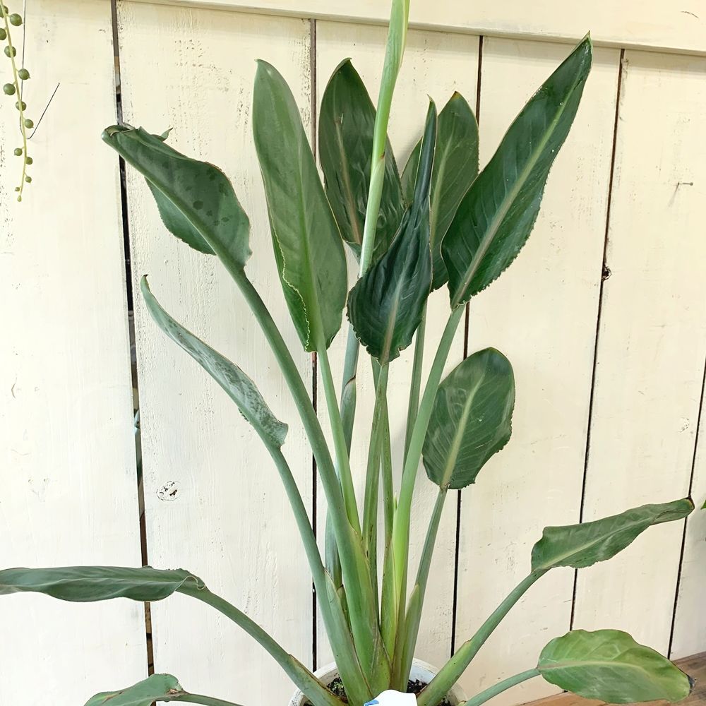 ストレチア レギネ 花芽付き ストレリチア レギネ 6号鉢花芽付き ストレリチア・レギネ 6号 | 観葉