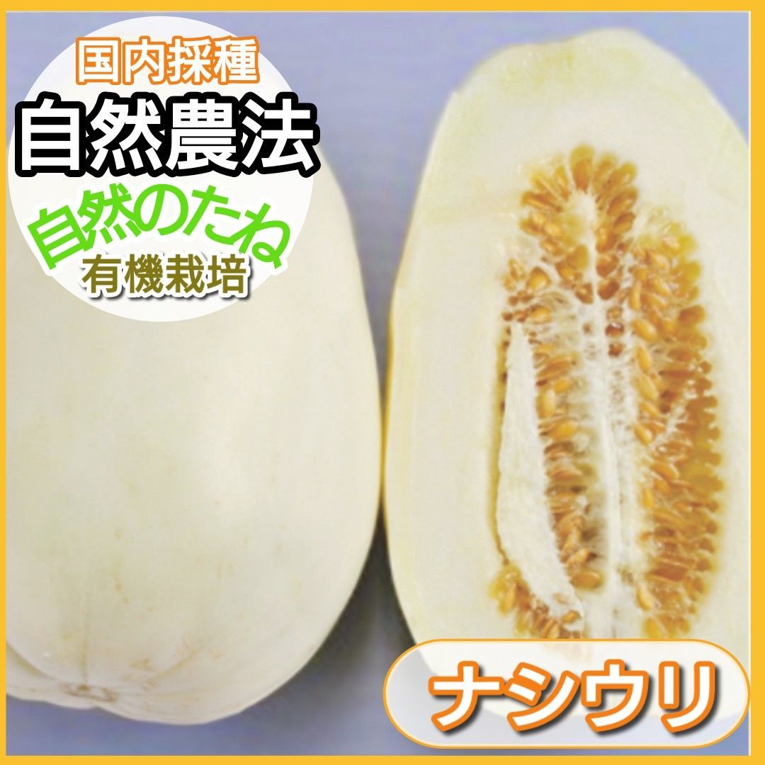 ナシウリ　ウリの種　無農薬の種　自農系　野菜の種　タネ　自然農法　国内採種　有機栽培　　家庭菜園　　プランター　有機野菜　身体に安心　農業　10粒-0