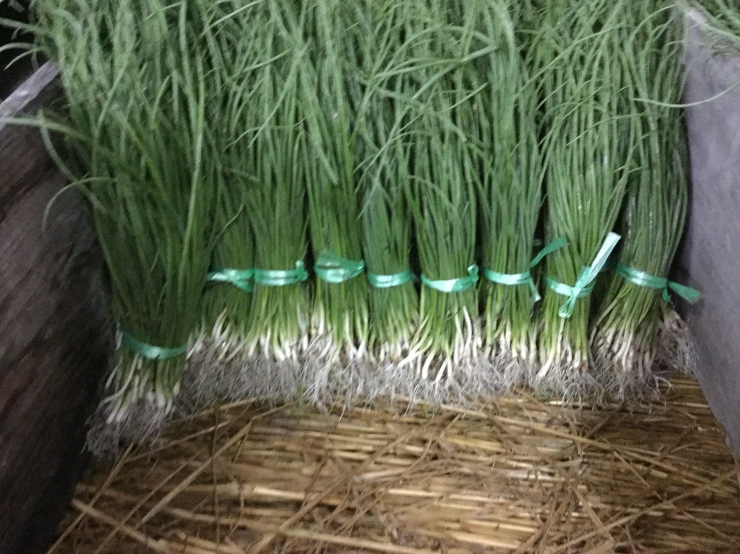 晩生種‼️もみじ3号100本‼️作りやすく高糖度で長期保存可能な品種