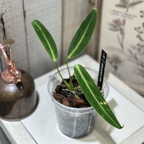 アンスリウム　ウェンドリンゲリ　3号　吊り鉢　　③ imgrc0112166045.jpg