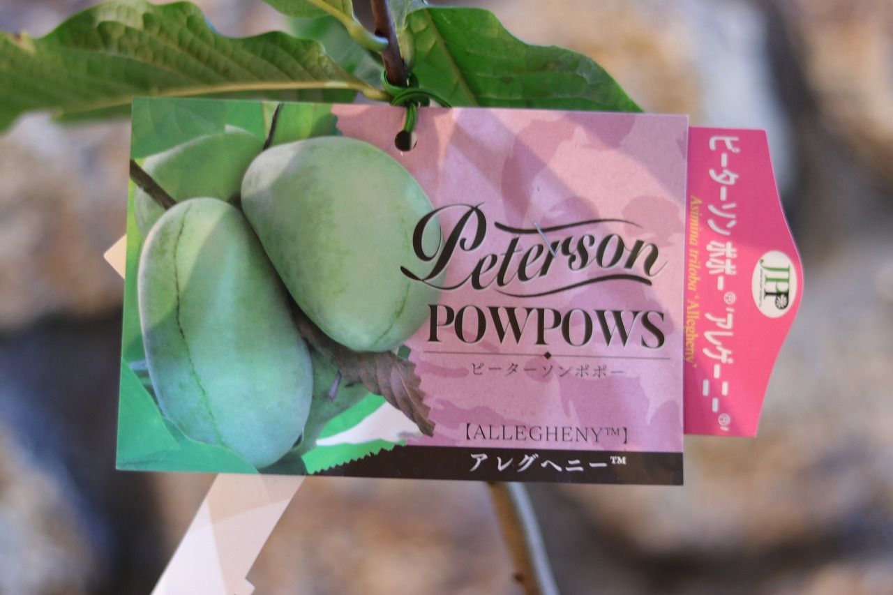 ポポー苗接木ピーターソンポポーアレグヘニー5号 ポポー苗接木