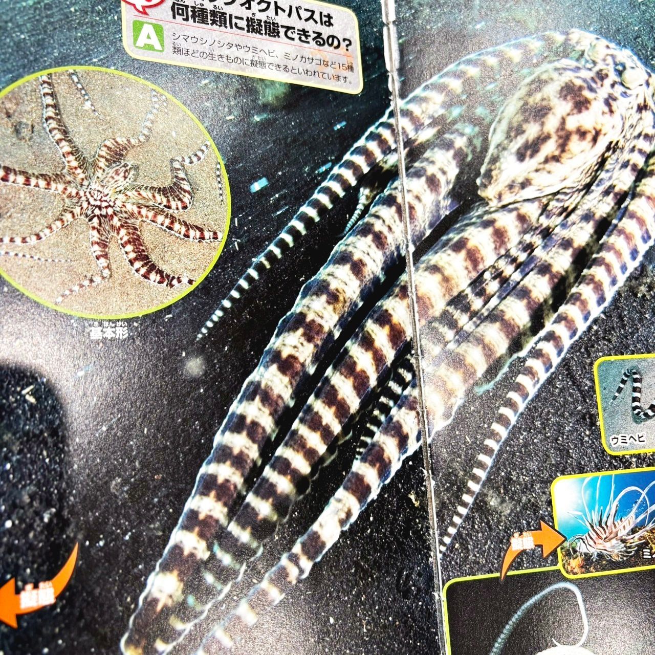 講談社の動く図鑑MOVE 19冊セット(DVD付きは5冊のみ) - メルカリ