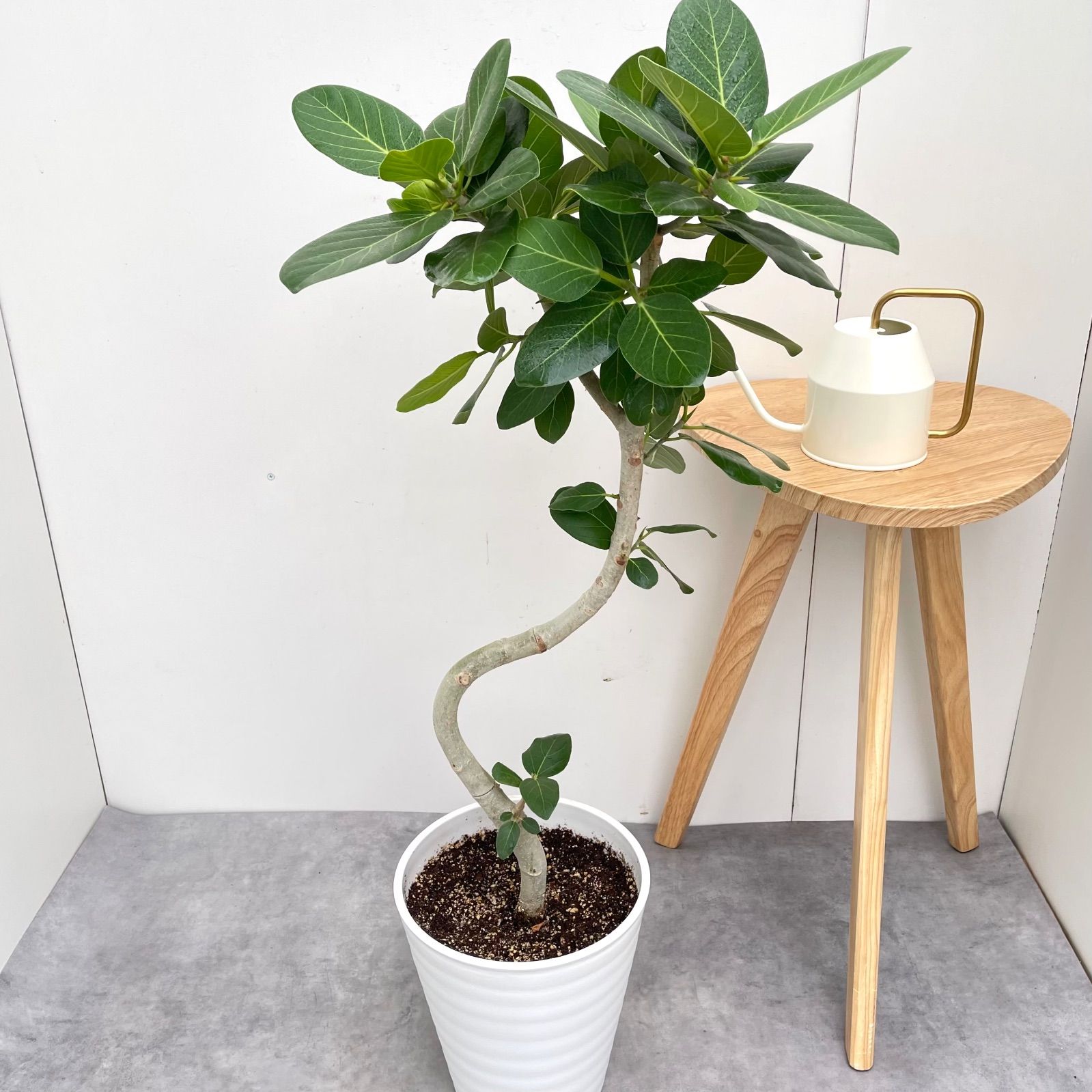 フィカス ベンガレンシス