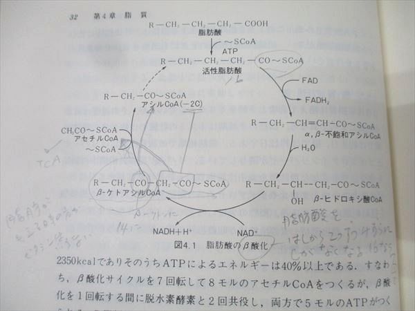 化学同人 栄養学概論 1982 入谷信子/梶本五郎/米田圭作/瀧井督三/豊沢功/他多数 009m3D 化学同人 栄養学概論 1982 入谷信子/梶本五郎/米田圭作/瀧井督三