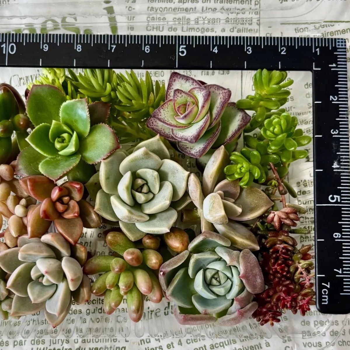 大人気アイテム 詰め合わせ 寄せ植え カット苗 11)多肉植物 セット メルカリ - エケベリア・セダム