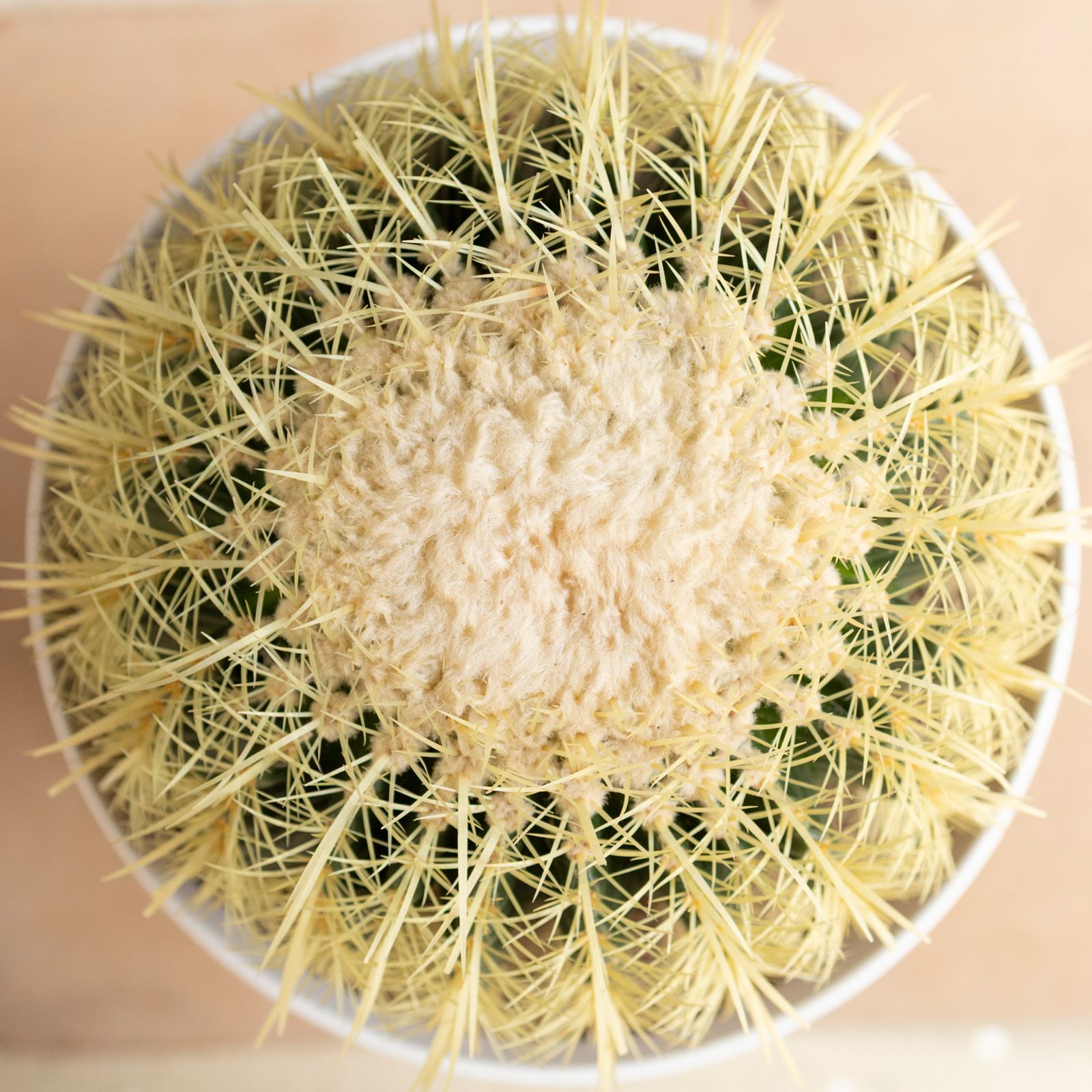 発根済 36cm 金鯱 サボテン キンシャチ 金シャチ 特大 12号 ドライガーデン 0913WH-H YUZUMIYA_COM