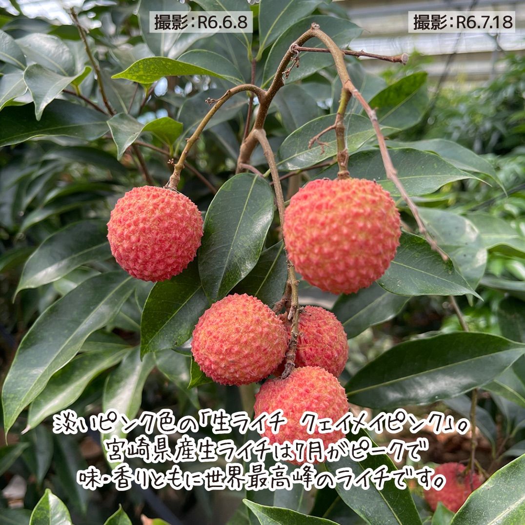 完熟みやざき生ライチ クェイメイピンク 希少 国産 宮崎県産 約400g 新鮮 果実 トロピカル こだわり 農家直送 産地直送 クール便 送料込み -  メルカリ