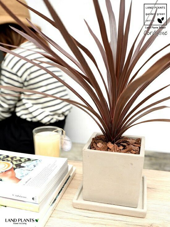 ドラセナ レッドスター コルジリネ プラ鉢 赤ドラセナ アガベ