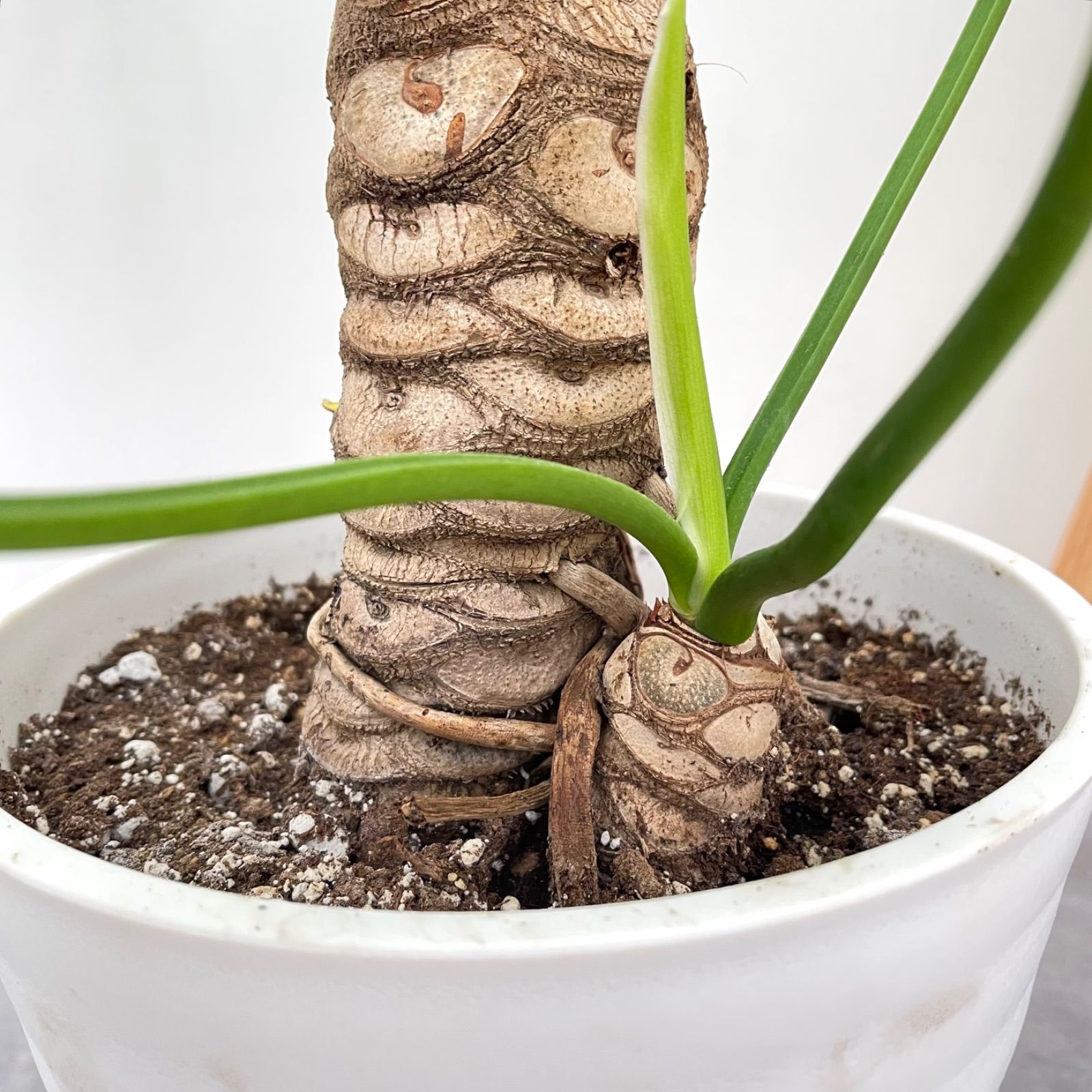 フィロデンドロン セローム 根上がり 2【現品】観葉植物 室内 8号
