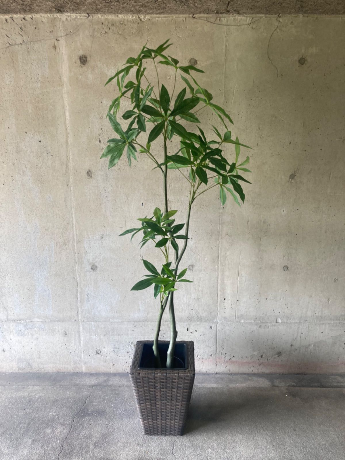 光触媒人工観葉植物ウォールグリーンフェイクグリーンベンジャミン1.6