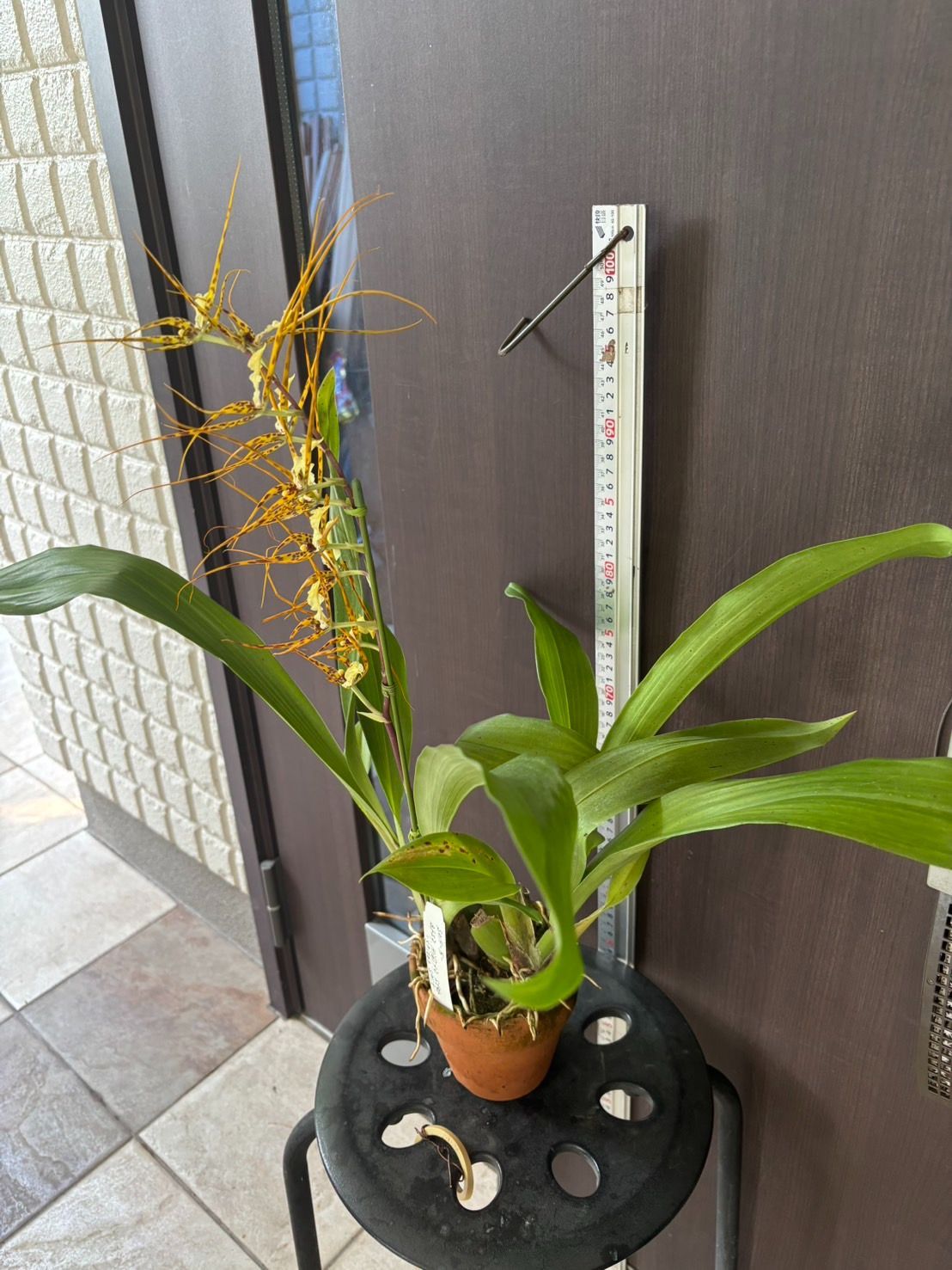 PETRI color35 ジャンク品　2台セット PETRI color35 ジャンク品 2台セット Yahoo!オークション