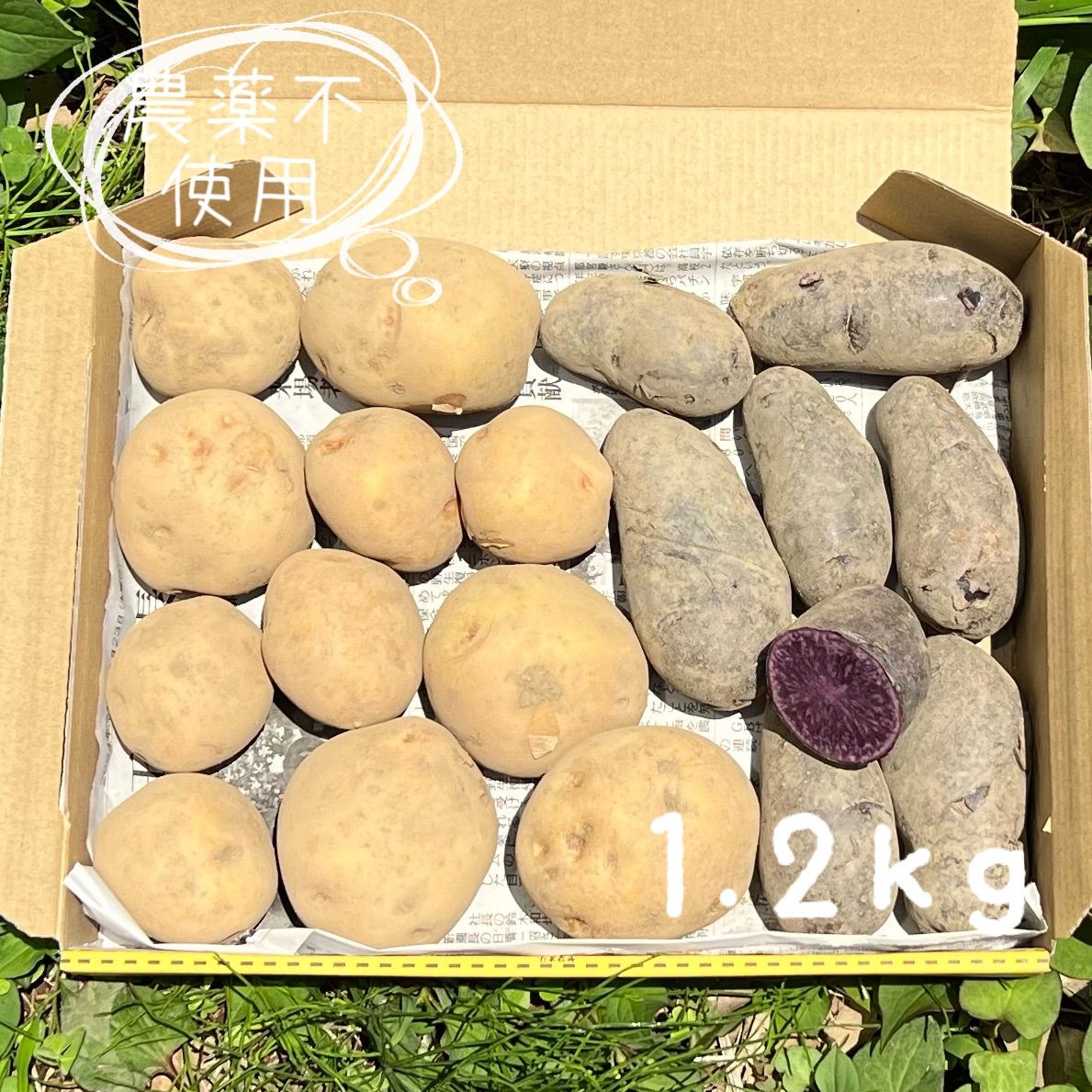 無農薬　無肥料　熊本県産　シャドークイン　10kg 無農薬 無肥料 熊本県産 シャドークイン 10kg｜Yahoo!フリマ（旧