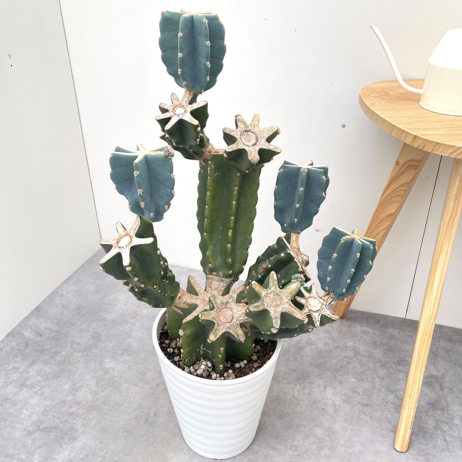 柱サボテン ブランチ 6【現品】観葉植物 室内 ドライガーデン 大型