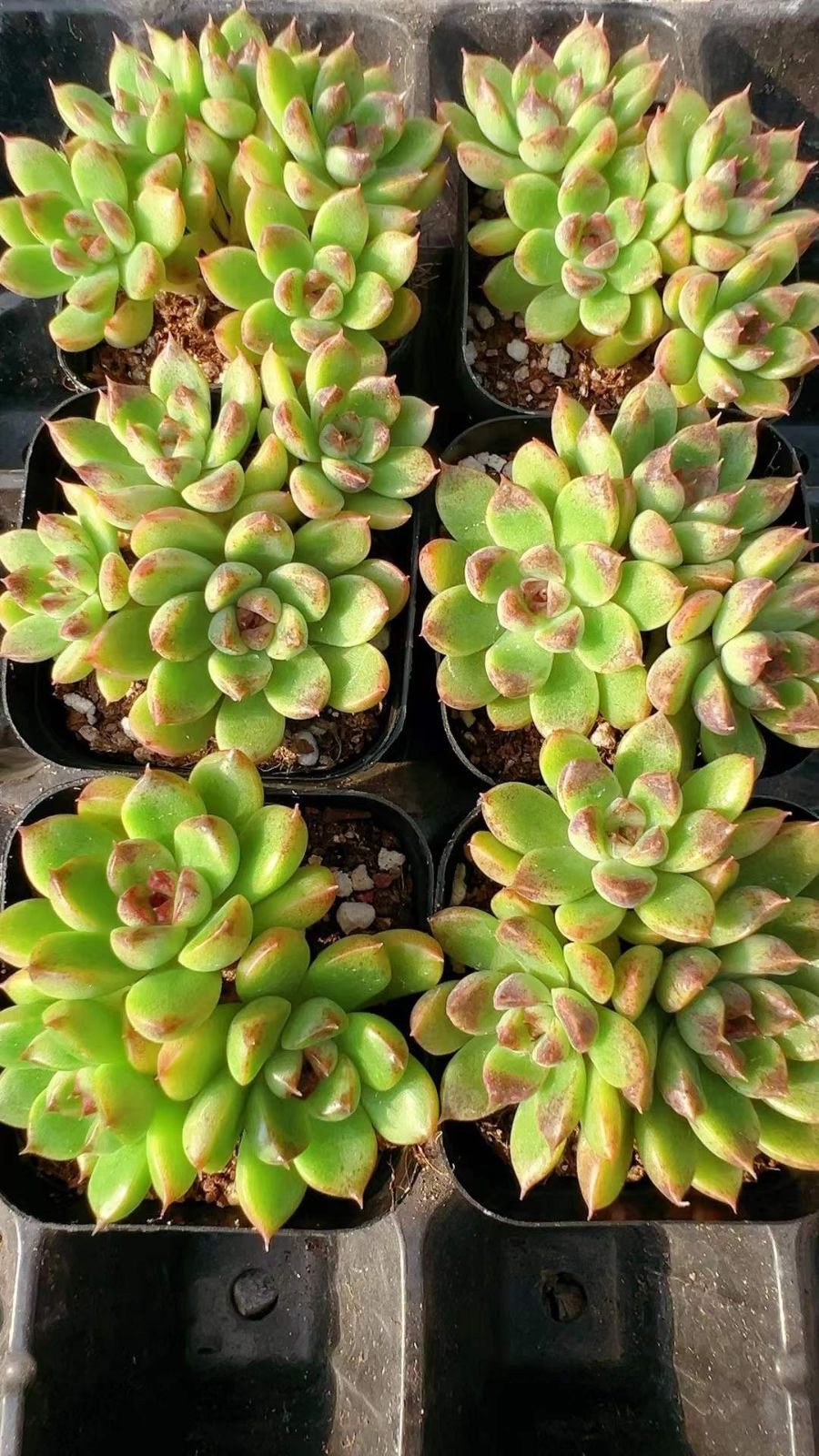 LL2402×70 アメジスト 抜き苗 多肉植物 アエオニウム エケベリア 韓国苗